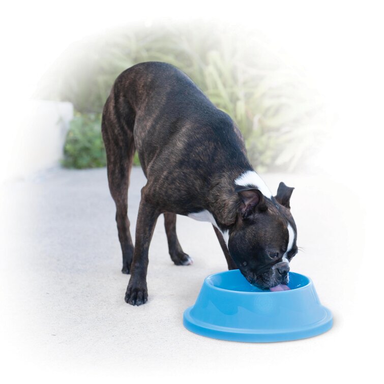 Wayfair hotsell dog bowls